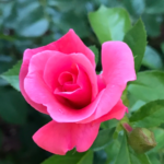 Rose 1