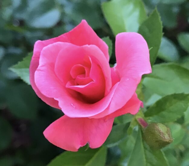 Rose 9